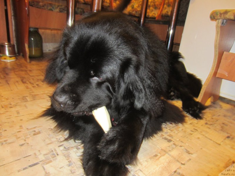 Фото: ньюфаундленд CHernyiy Balu Elisey (Черный Балу Елисей)