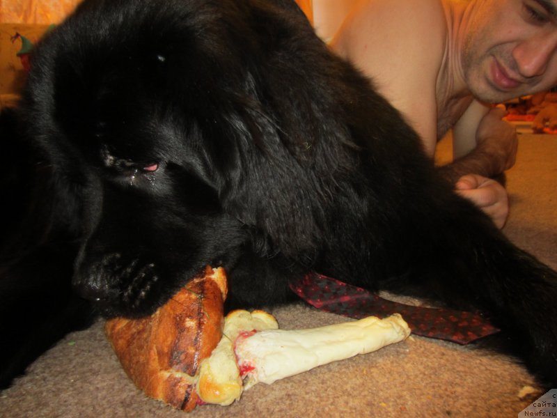 Фото: ньюфаундленд CHernyiy Balu Elisey (Черный Балу Елисей)