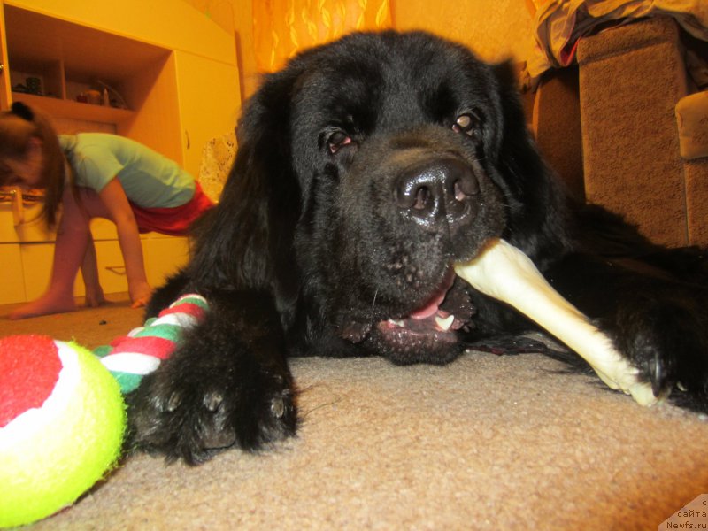 Фото: ньюфаундленд CHernyiy Balu Elisey (Черный Балу Елисей)