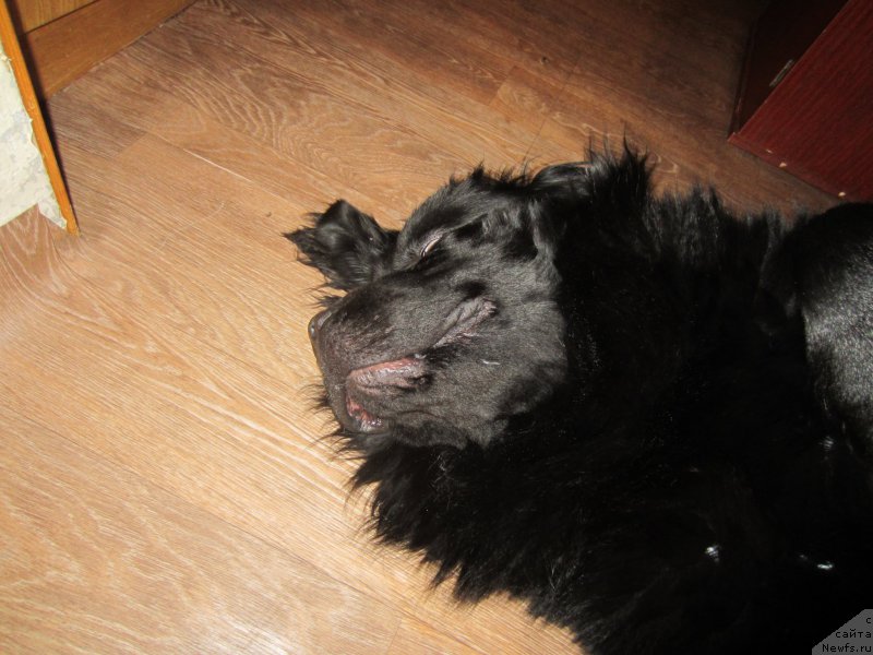 Фотография № 202729