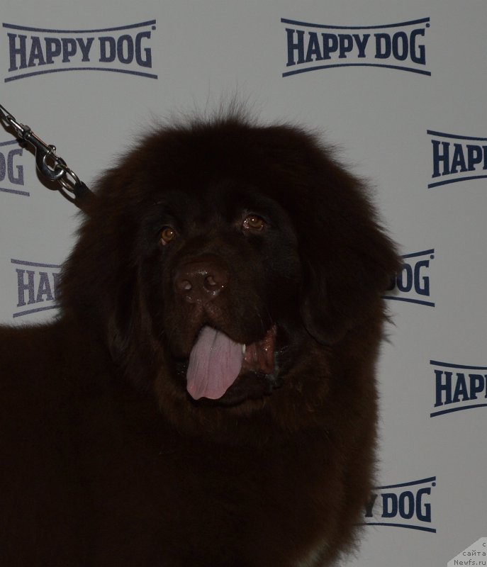 Фото: ньюфаундленд Funnewf Atlantika (Фанньюф Атлантика)