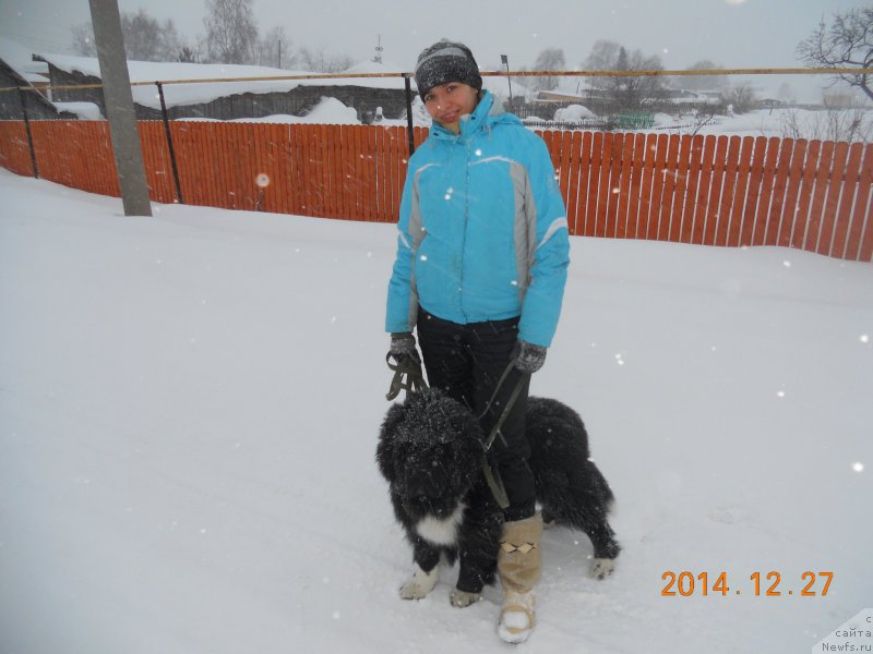 Фото: ньюфаундленд Fandorin iz Plemeni Kedra (Фандорин из Племени Кедра), Tat'yana Doncova (Татьяна Донцова)