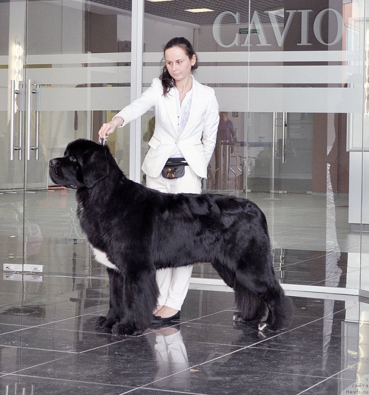 Фото: ньюфаундленд Beguschaya po Volnam Сhart Topper (Бегущая по Волнам Чарт Топпер)