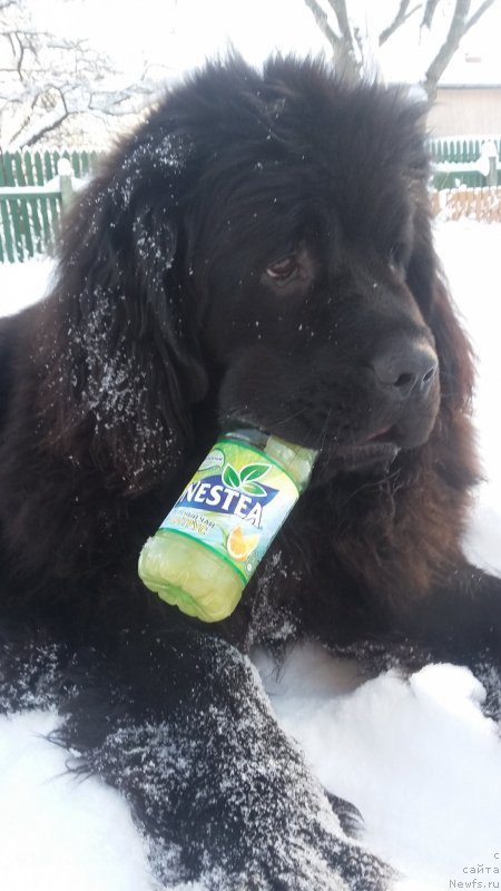 Фото: ньюфаундленд Moya Stihiya Imperatrica Mariya (Моя Стихия Императрица Мария)