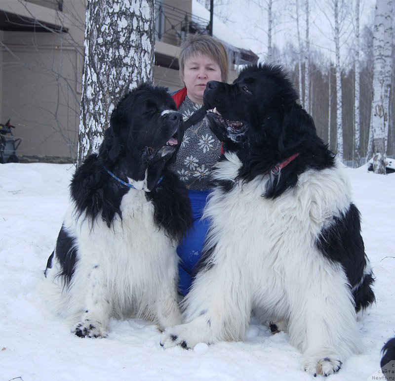 Фото: ньюфаундленд Super Premium Zhodo Ferolli (Супер Премиум Жодо Феролли), ньюфаундленд Super Premium Zheneva (Супер Премиум Женева)