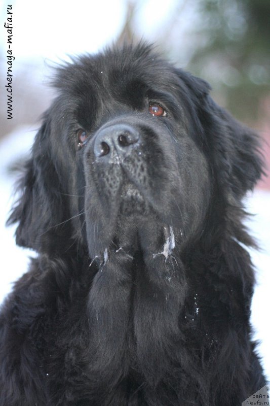 Фото: ньюфаундленд Chernaya Mafia Meant To Be (Черная Мафия Меант То Бе)