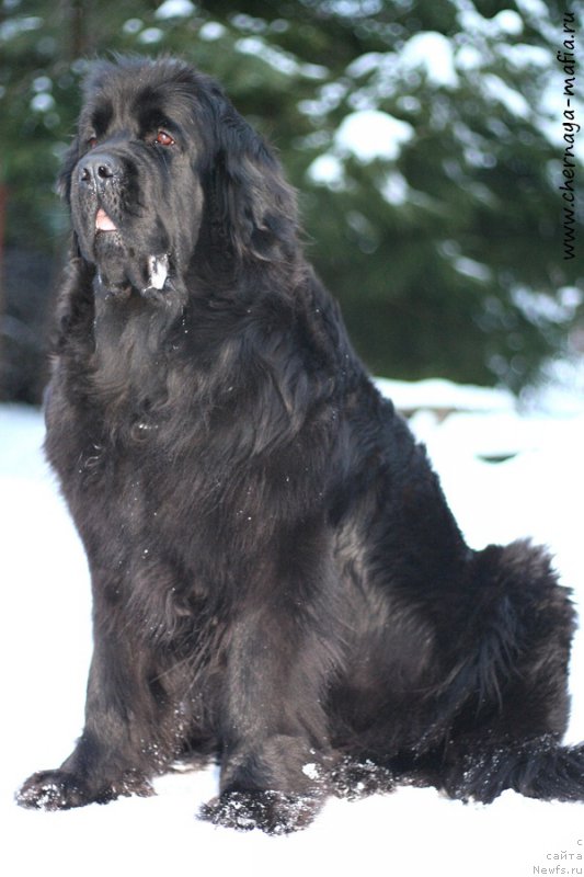 Фото: ньюфаундленд Chernaya Mafia Meant To Be (Черная Мафия Меант То Бе)