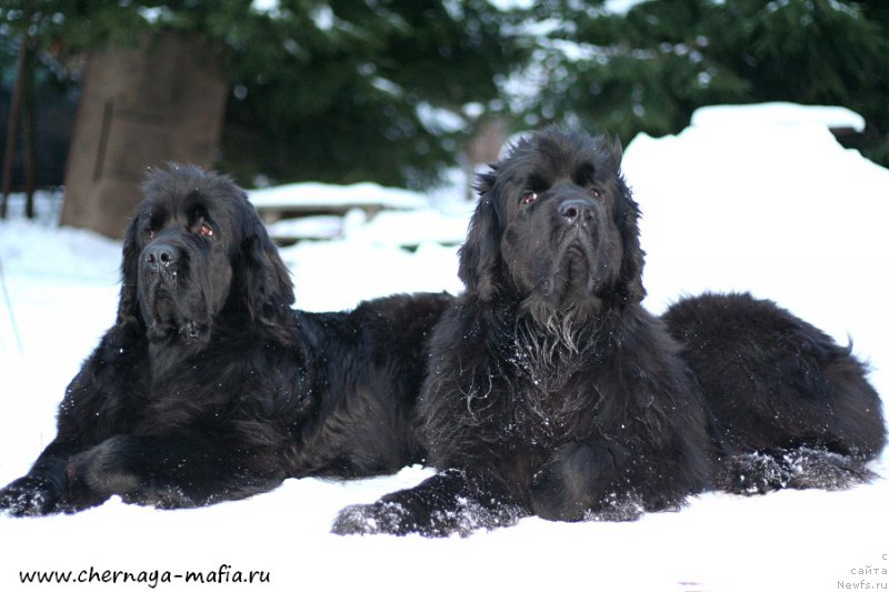Фото: ньюфаундленд Chernaya Mafia Meant To Be (Черная Мафия Меант То Бе), ньюфаундленд Chernaya Mafia Shengen Visa (Черная Мафия Шенген Виза)