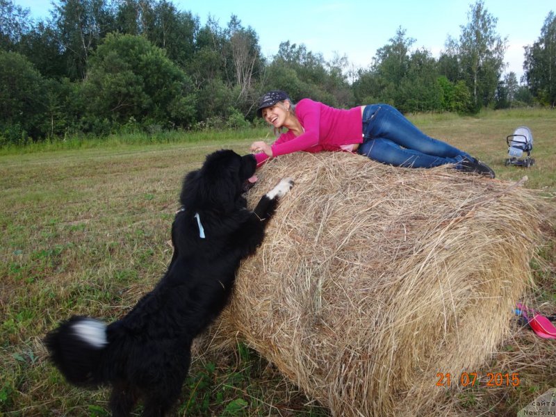 Фото: ньюфаундленд Fandorin iz Plemeni Kedra (Фандорин из Племени Кедра), Tat'yana Doncova (Татьяна Донцова)