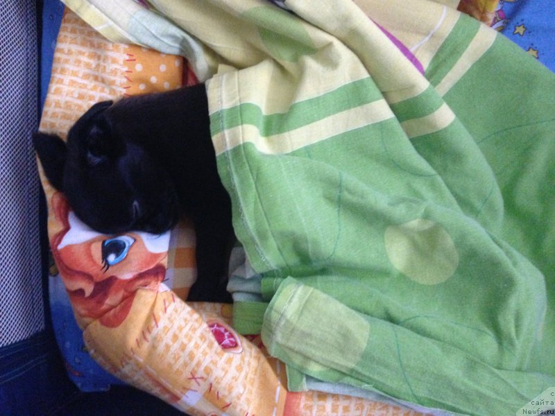 Фото: Tat'yana Olenina (Татьяна Оленина)