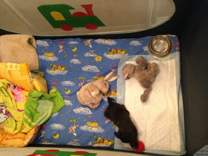 Фото: Tat'yana Olenina (Татьяна Оленина)