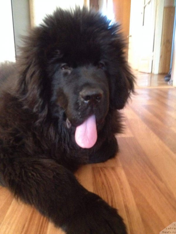 Фото: ньюфаундленд YEkvals ze Best (Эквалс зе Бест)