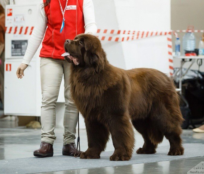 Фото: ньюфаундленд Vashe Blagorodie s Berega Dona (Ваше Благородие с Берега Дона)