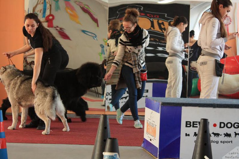 Фото: ньюфаундленд Zhustin s Berega Dona (Жюстин с Берега Дона), Anna Martyinova (Анна Мартынова)