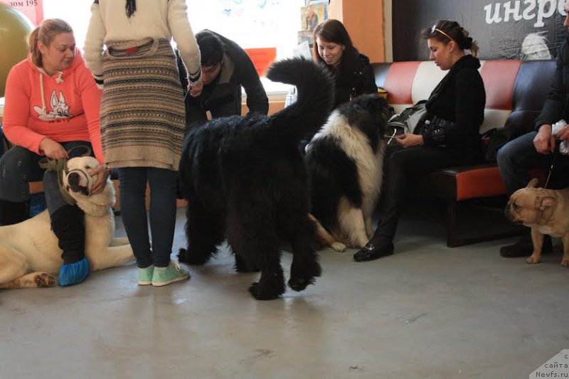 Фото: ньюфаундленд Zhustin s Berega Dona (Жюстин с Берега Дона), Anna Martyinova (Анна Мартынова)