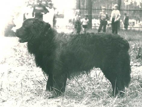 Фото: ньюфаундленд Ceggi Kondor (Цегги Кондор)