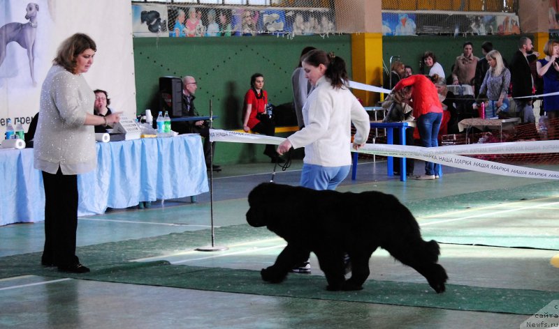 Фото: ньюфаундленд Harrieta Embodiment of a Great Pretender (Хариетта Ембодимент оф а Греат Претендер)