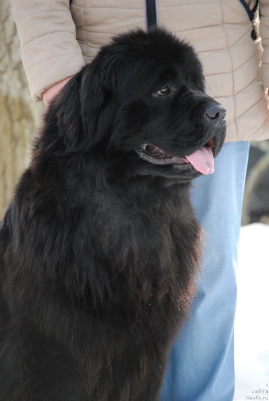 Фото: ньюфаундленд Harrieta Embodiment of a Great Pretender (Хариетта Ембодимент оф а Греат Претендер)