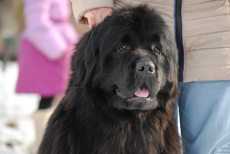 Фото: ньюфаундленд Harrieta Embodiment of a Great Pretender (Хариетта Ембодимент оф а Греат Претендер)