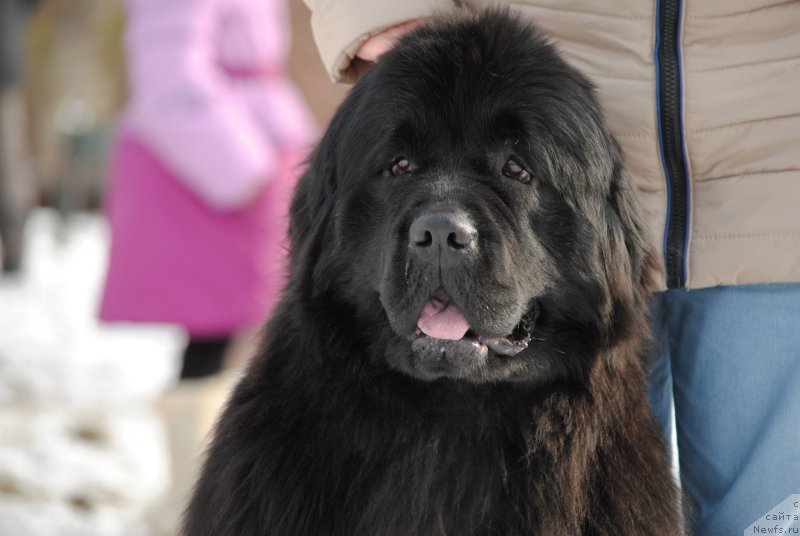 Фото: ньюфаундленд Harrieta Embodiment of a Great Pretender (Хариетта Ембодимент оф а Греат Претендер)