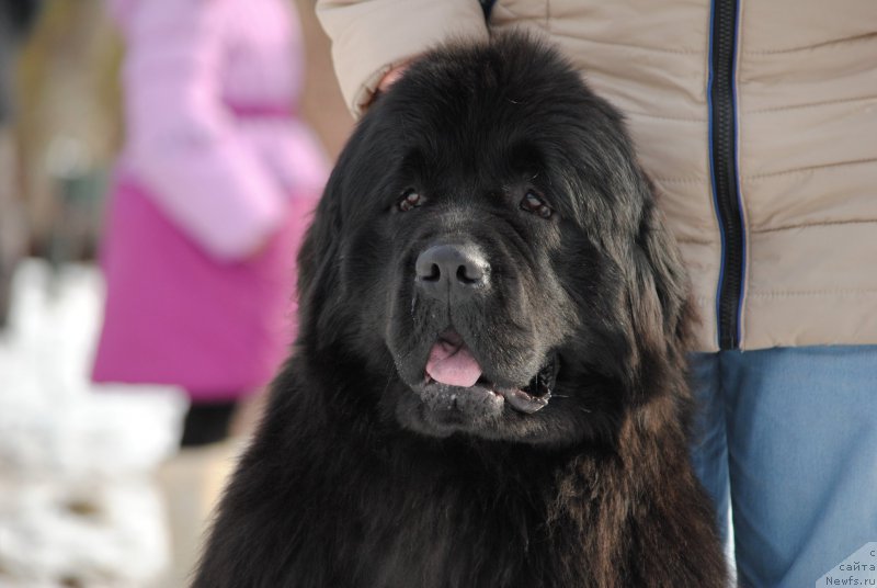 Фото: ньюфаундленд Harrieta Embodiment of a Great Pretender (Хариетта Ембодимент оф а Греат Претендер)