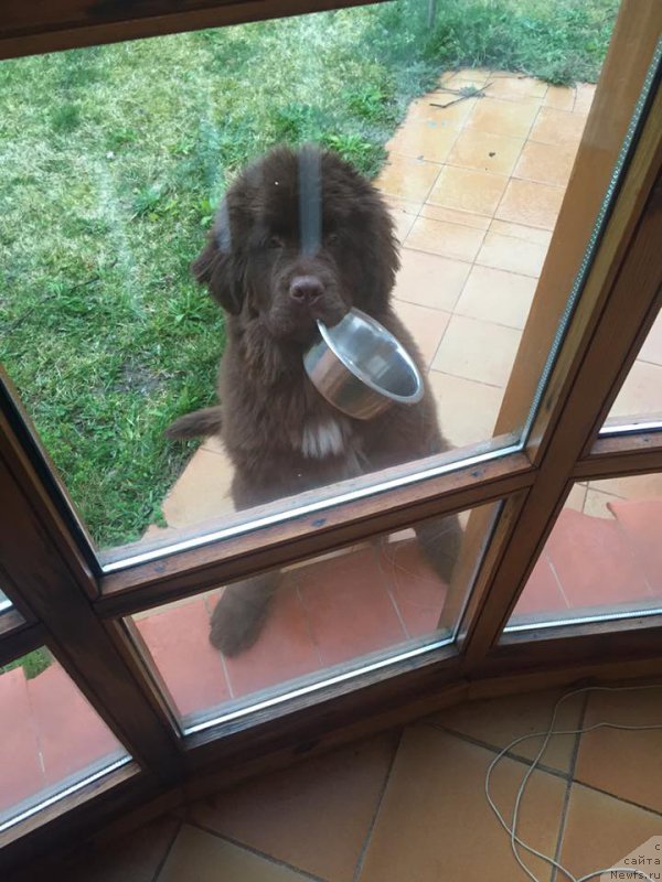 Фото: ньюфаундленд Funnewf Adriatika (Фанньюф Адриатика)