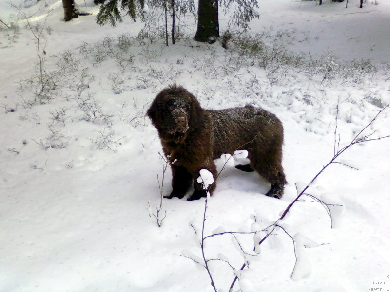 Фото: ньюфаундленд Fann'yuf Anatoliya (Фанньюф Анатолия)