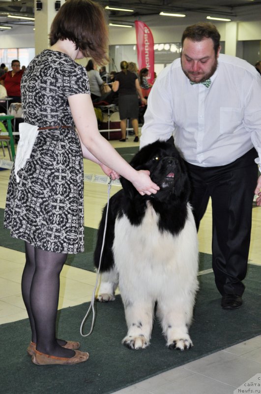 Фото: ньюфаундленд Fluffy Avalanche Centner (Флюфи Аваланч Центнер)