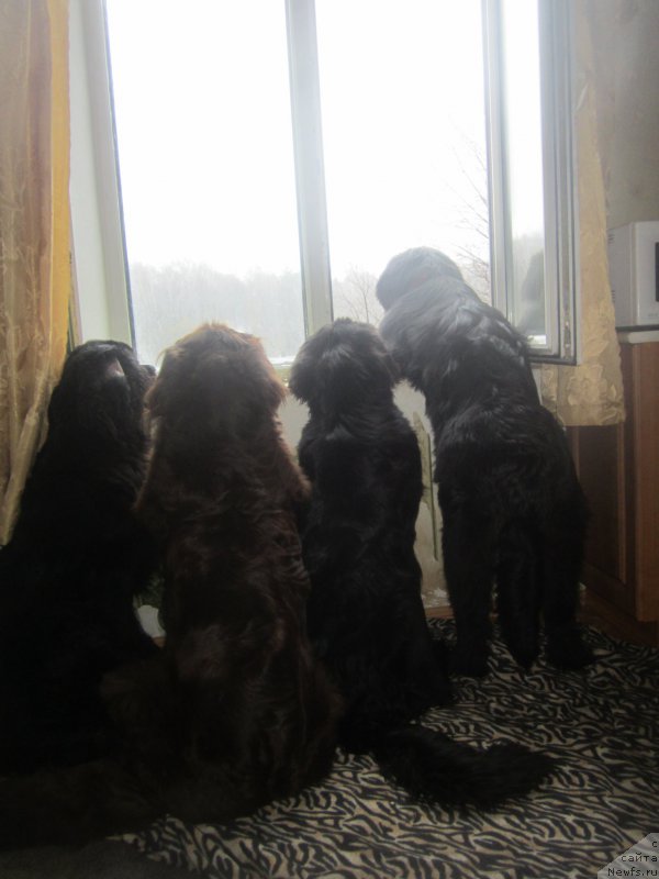 Фотография № 202833