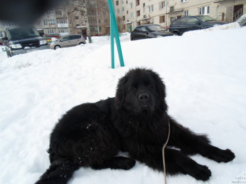 Фото: ньюфаундленд Predannyiy Drug (Преданный Друг)