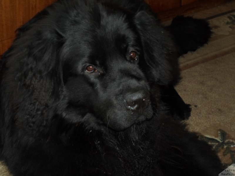 Фото: ньюфаундленд Predannyiy Drug (Преданный Друг)