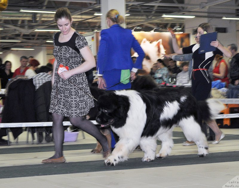 Фото: ньюфаундленд Fluffy Avalanche Centner (Флюфи Аваланч Центнер)