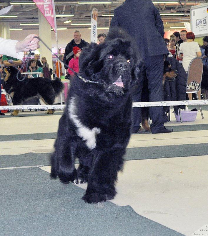 Фото: ньюфаундленд Beguschaya po Volnam Сhart Topper (Бегущая по Волнам Чарт Топпер)