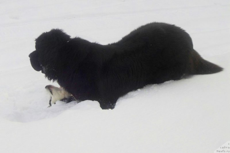 Фото: ньюфаундленд Chernaya Mafia Move Up In The World (Черная Мафия Мове Уп Ин Тхе Ворлд)