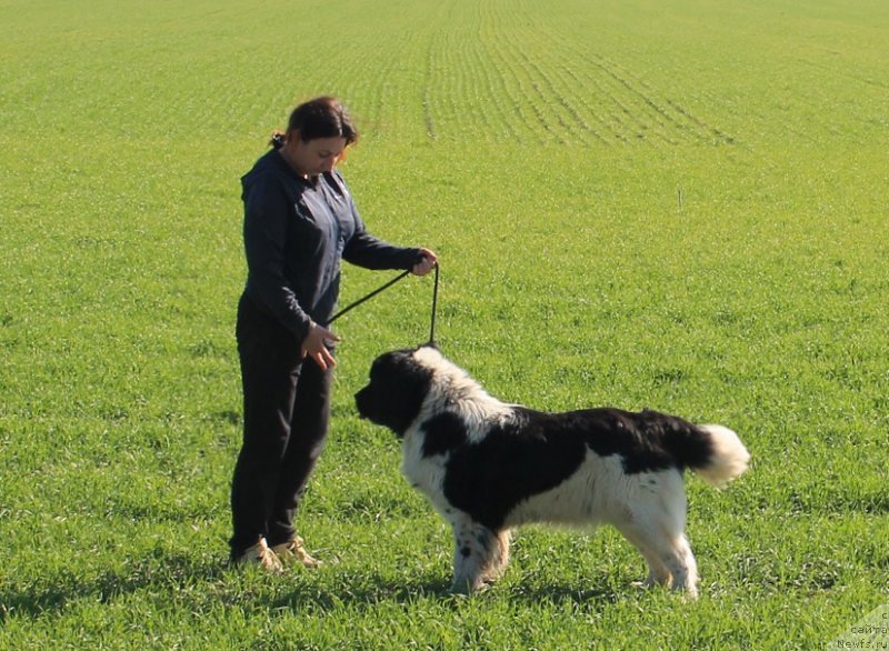 Фото: ньюфаундленд Mag Ispolin Moya Volshebnaya Mechta (Маг Исполин Моя Волшебная Мечта)