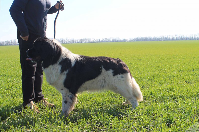 Фотография № 202862