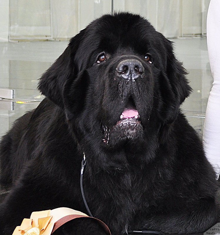 Фотография № 202867