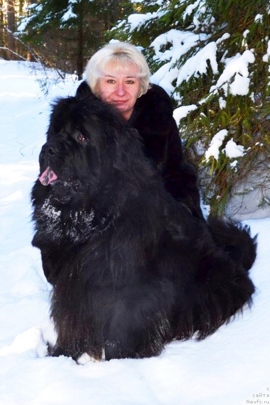 Фото: ньюфаундленд Chernaya Mafia Zoom Into Me (Черная Мафия Зоом Инто Ме), Marina Bogdanova (Марина Богданова)