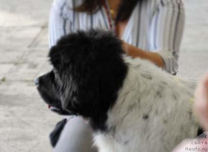 Фотография № 20287