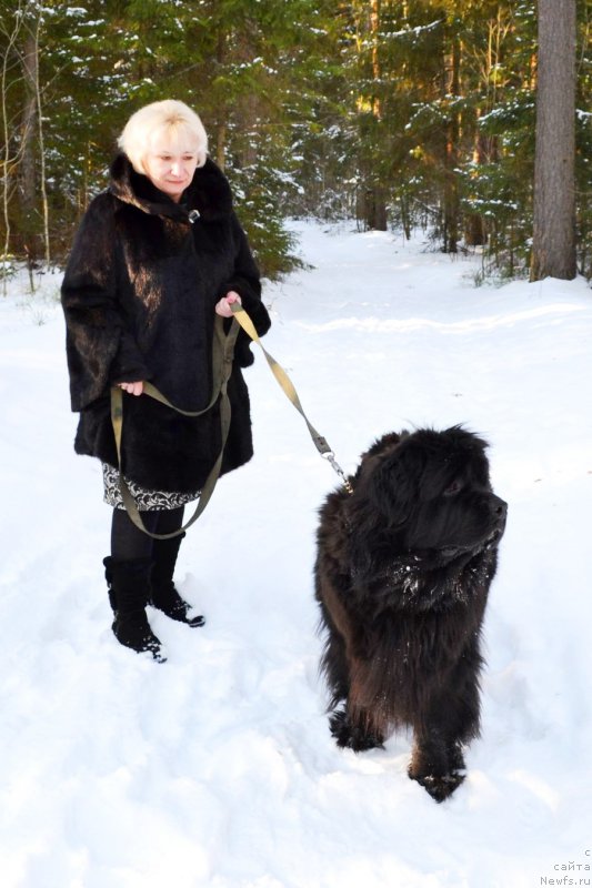 Фото: ньюфаундленд Chernaya Mafia Zoom Into Me (Черная Мафия Зоом Инто Ме), Marina Bogdanova (Марина Богданова)