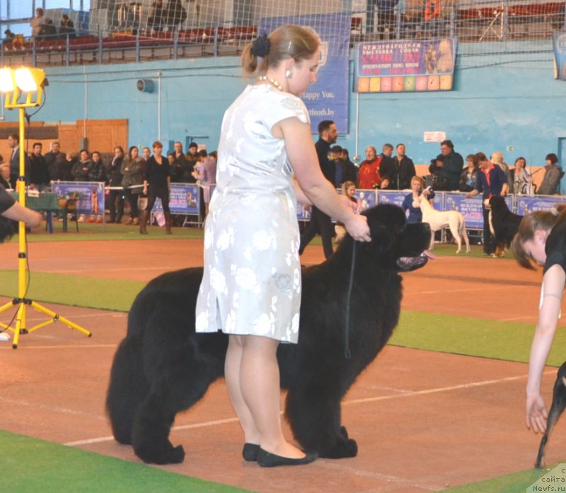 Фото: ньюфаундленд Time to Win Midnight Bear, Anastasiya Zalivako (Анастасия Заливако)