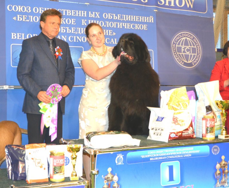 Фото: ньюфаундленд Time to Win Midnight Bear, Anastasiya Zalivako (Анастасия Заливако)