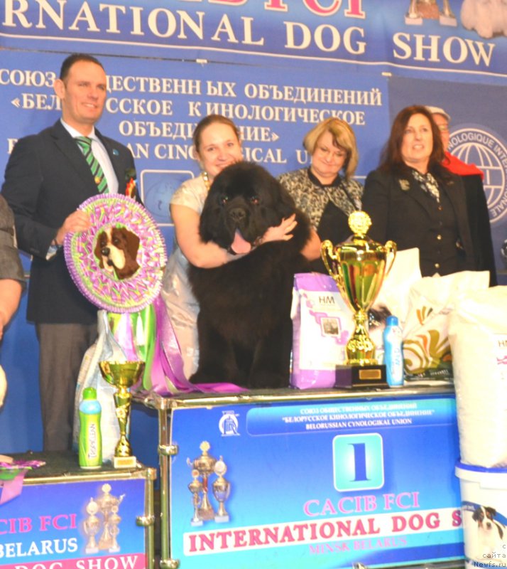 Фото: ньюфаундленд Time to Win Midnight Bear, Anastasiya Zalivako (Анастасия Заливако)