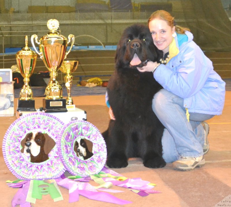 Фото: ньюфаундленд Time to Win Midnight Bear, Anastasiya Zalivako (Анастасия Заливако)