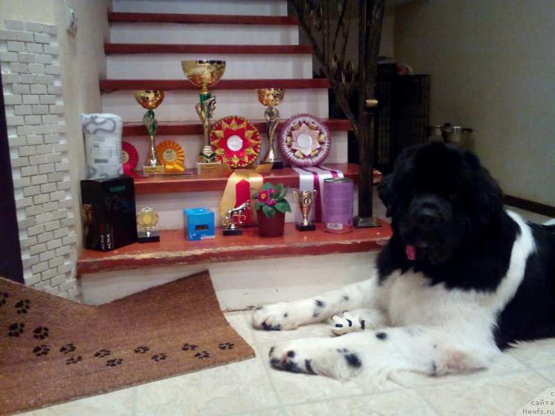 Фото: ньюфаундленд Super Bizon Maestro (Супер Бизон Маэстро)