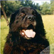 Фото: ньюфаундленд Illary od Trojske skaly (Illary od Trojske skaly)