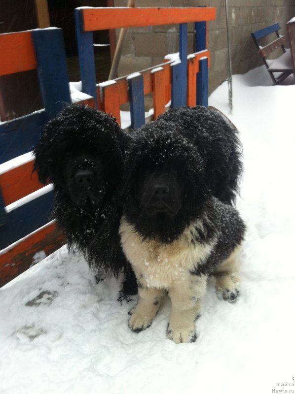 Фото: ньюфаундленд Terra Viktoriya Avangard (Терра Виктория Авангард), ньюфаундленд Toptyijka Diadema iz CHernogo Jemchuga (Топтыжка Диадема из Черного Жемчуга)
