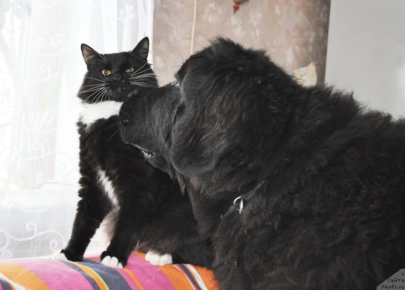 Фотография № 202892