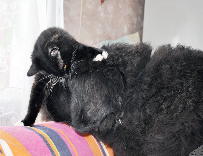 Фотография № 202893