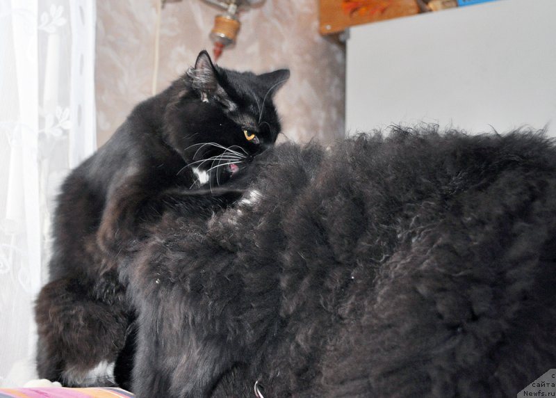 Фотография № 202894